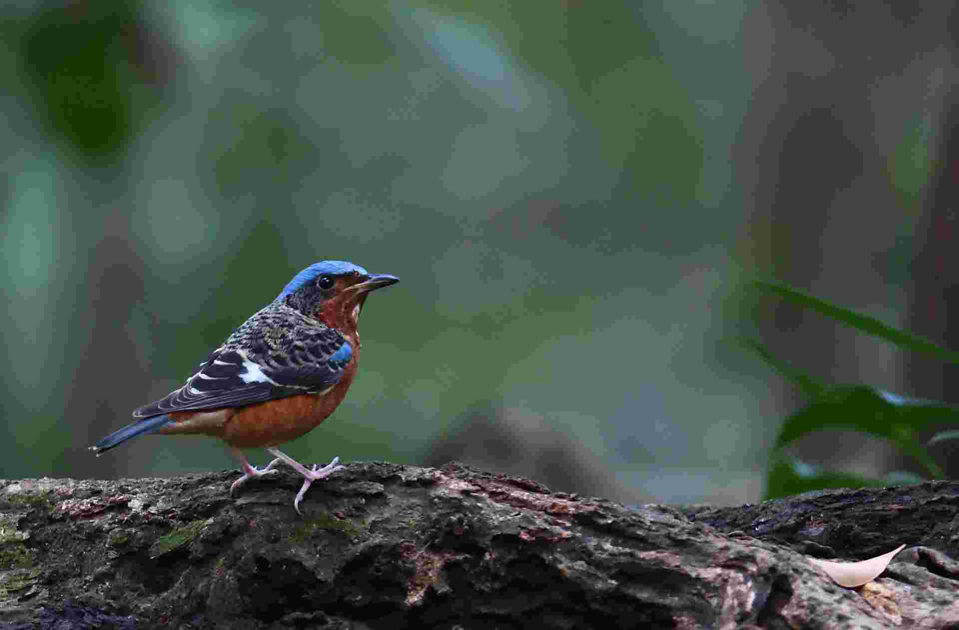 White-throated Rock Thrush 