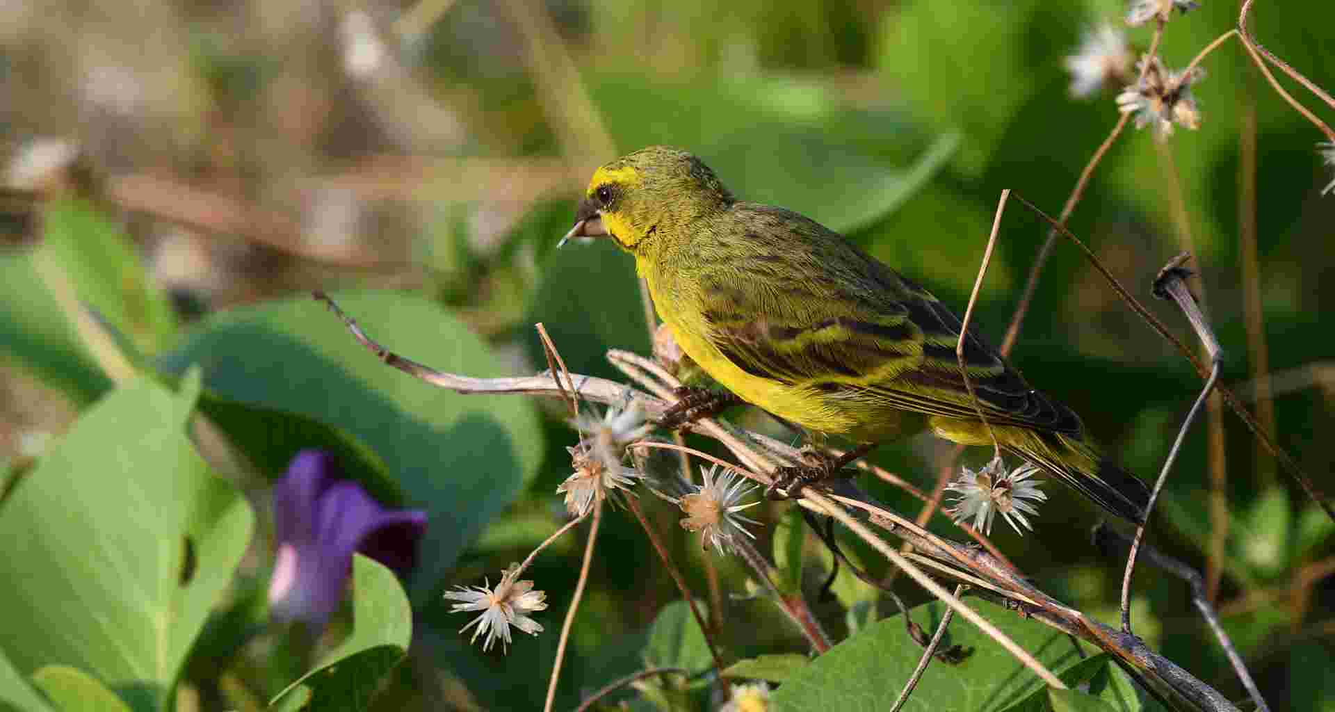 Yellow-fronted Canary