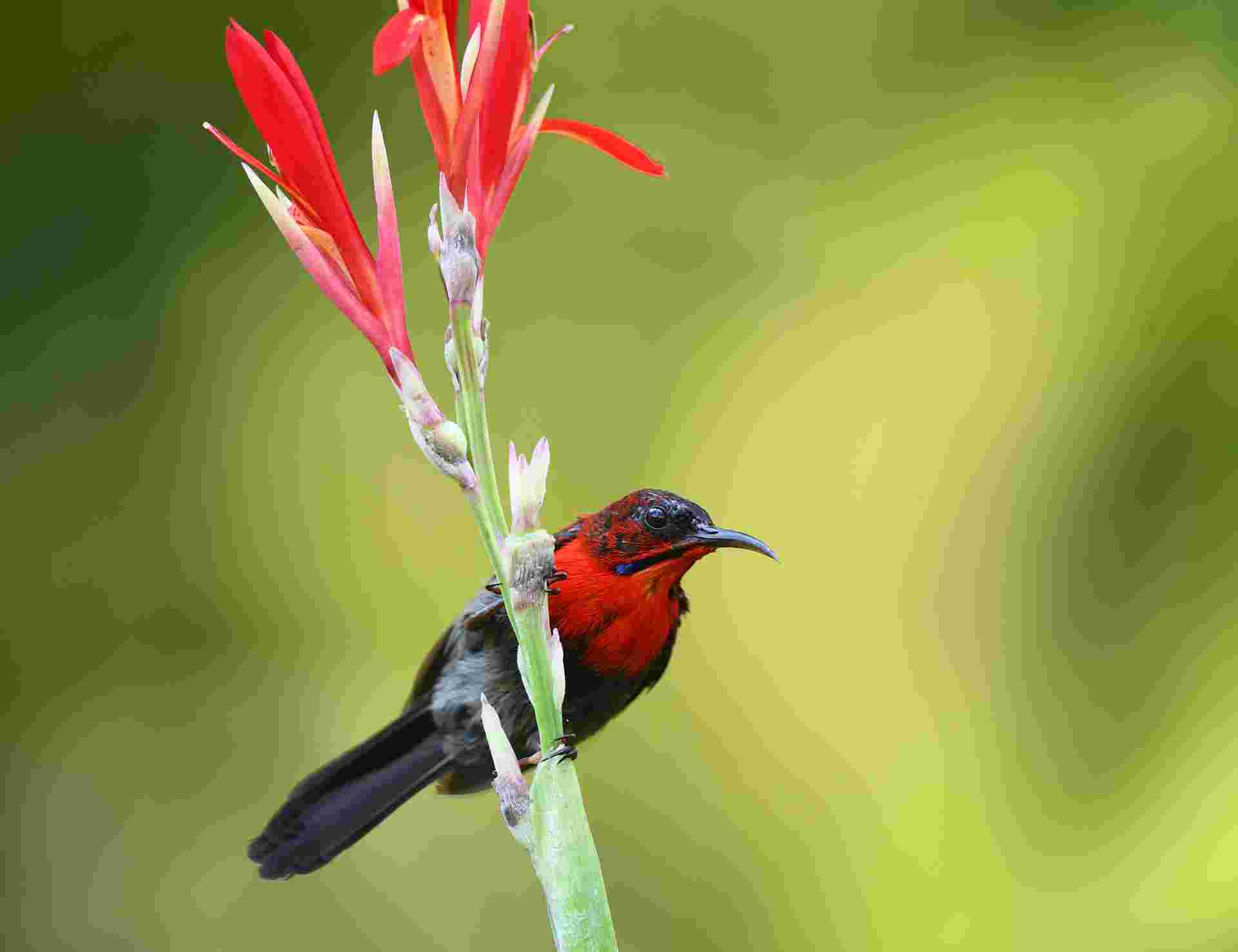 Crimson Sunbird 