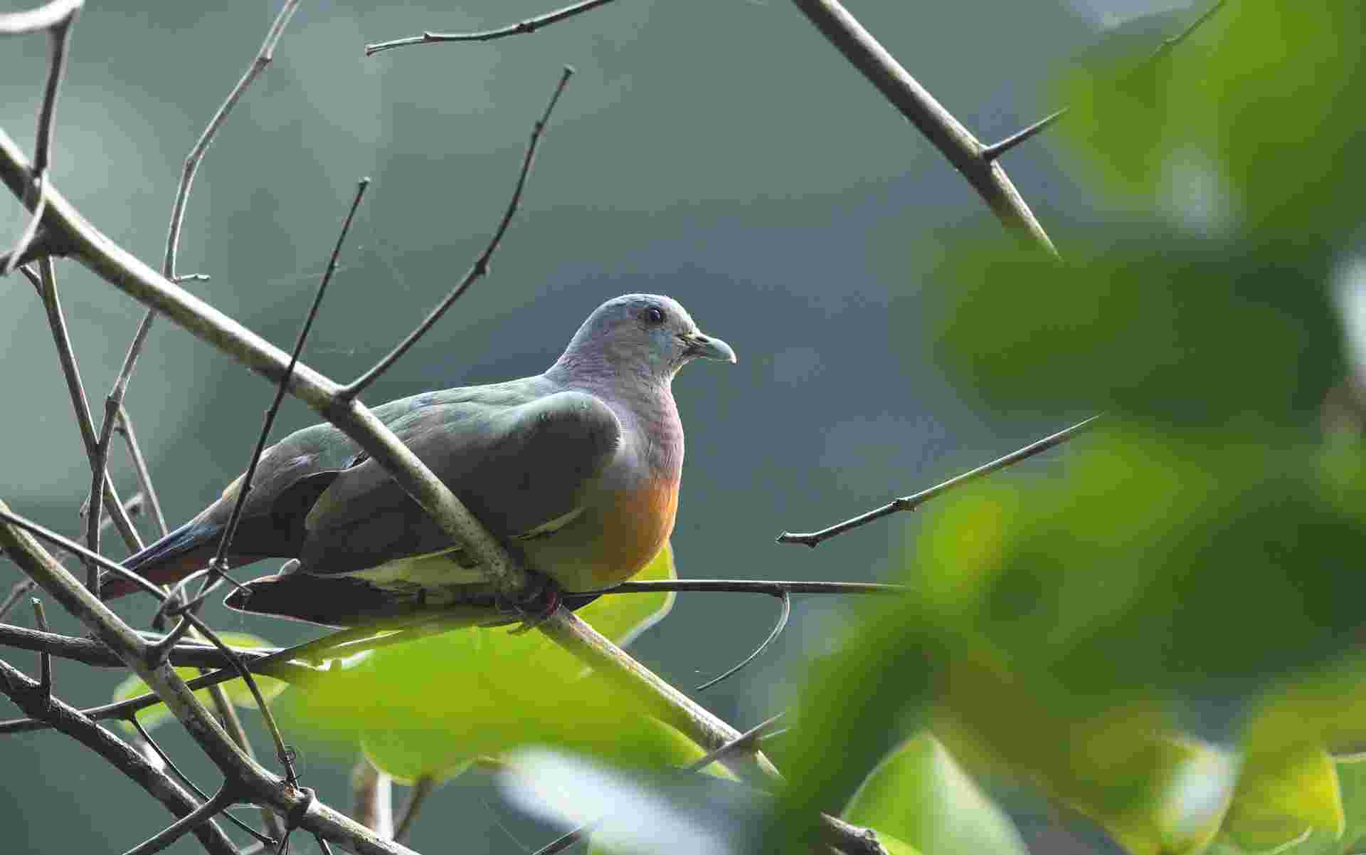 Pink-necked Green Pigeon