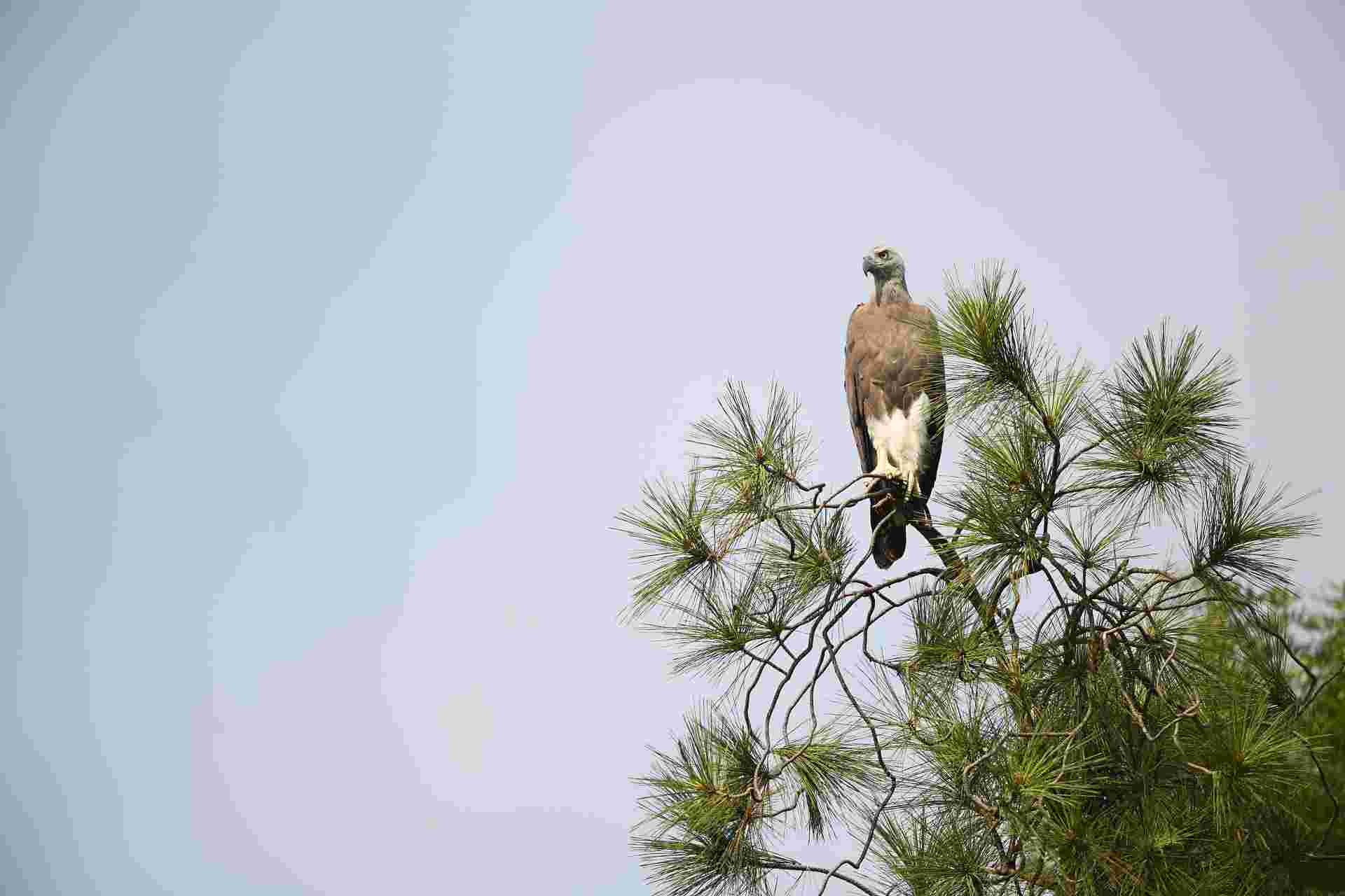 Grey-headed Fish Eagle