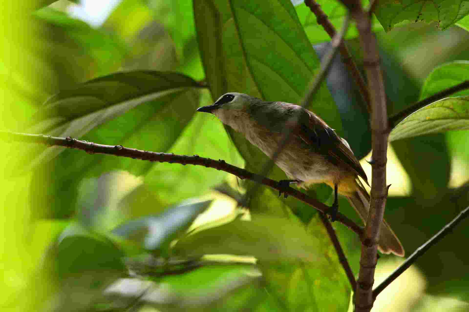 Yellow-vented Bulbul