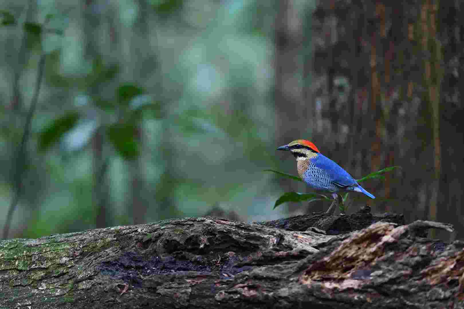 Blue Pitta - Male