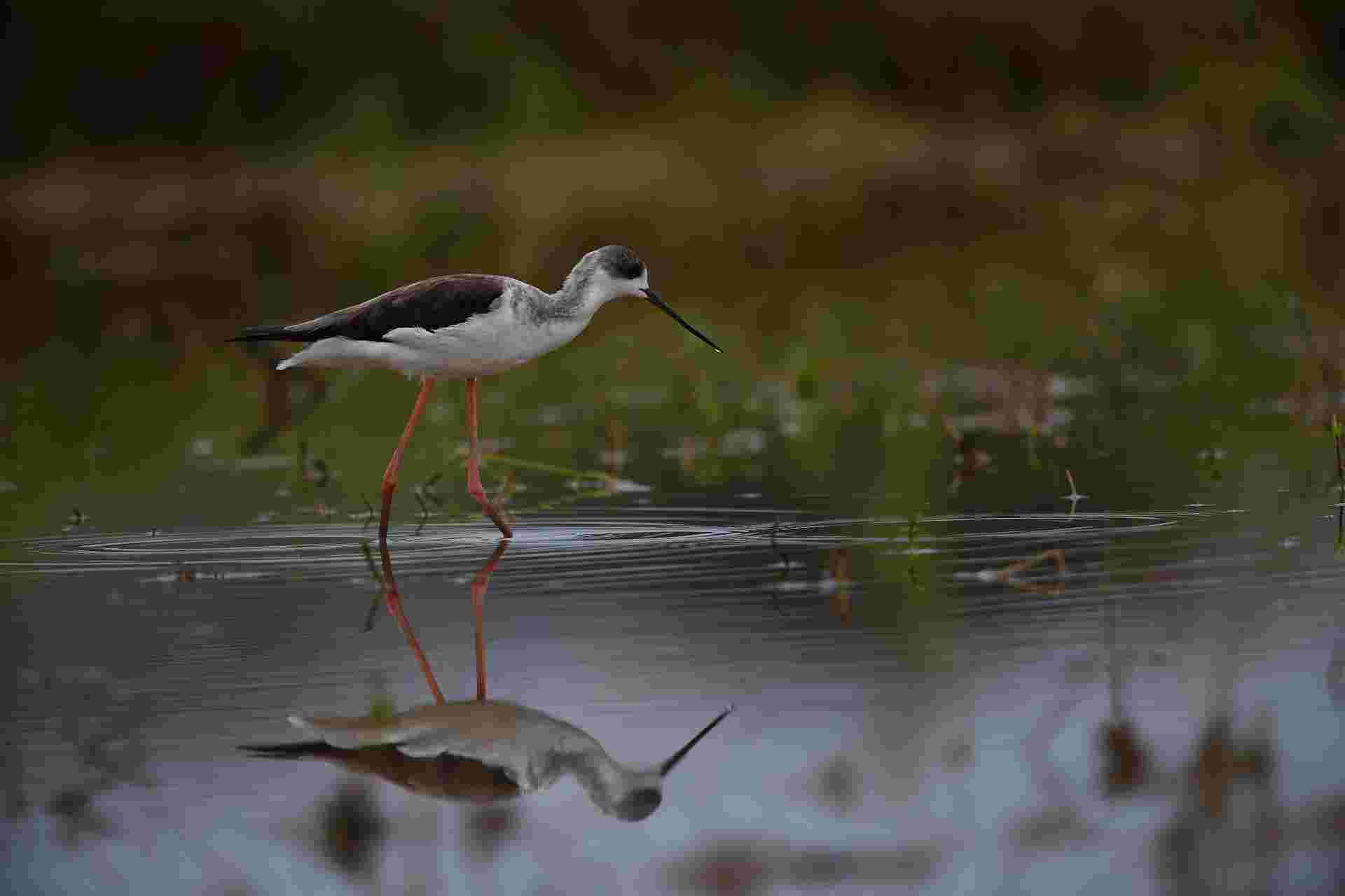 Black-winged Stilt - Cà Kheo