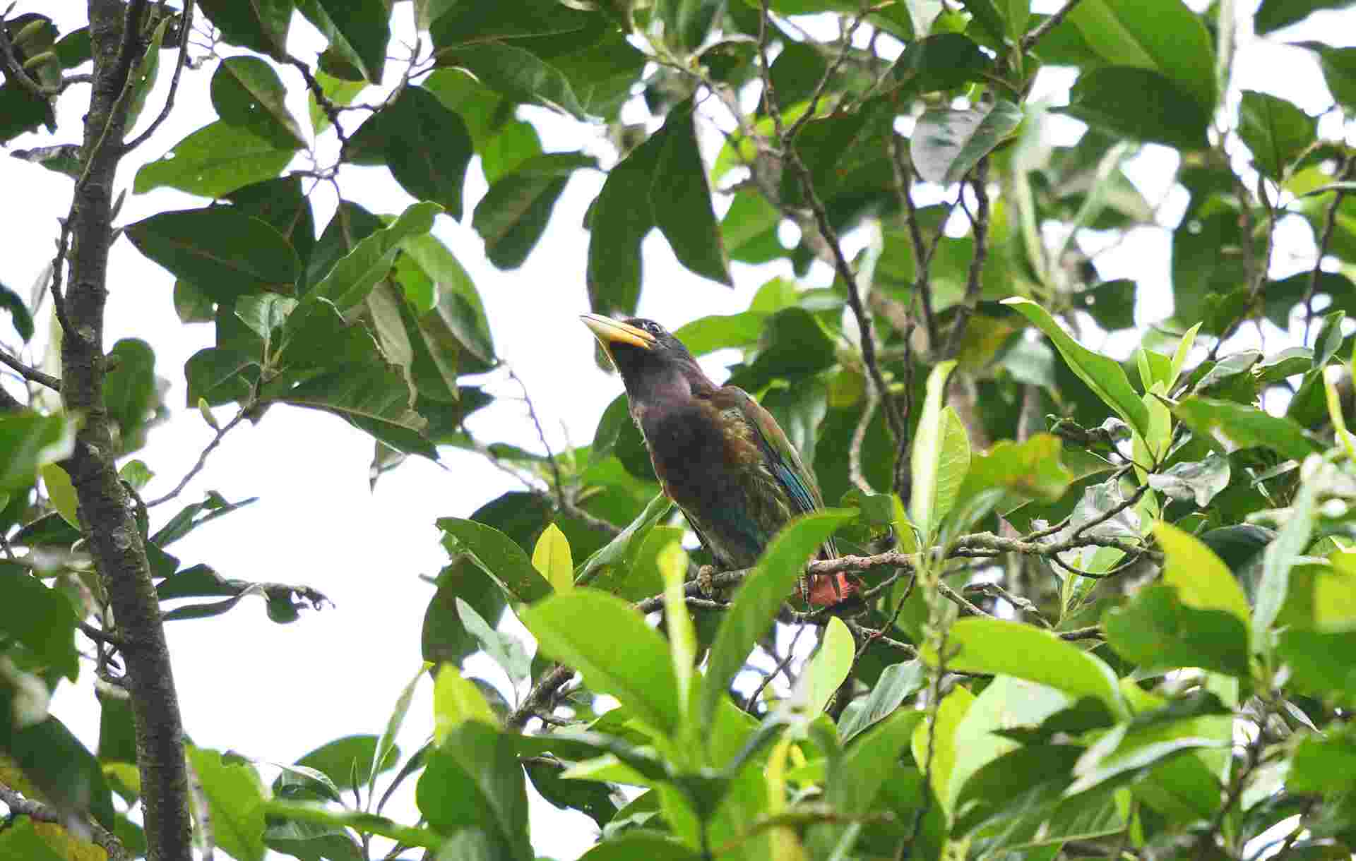 Great Barbet - Thày chùa lớn