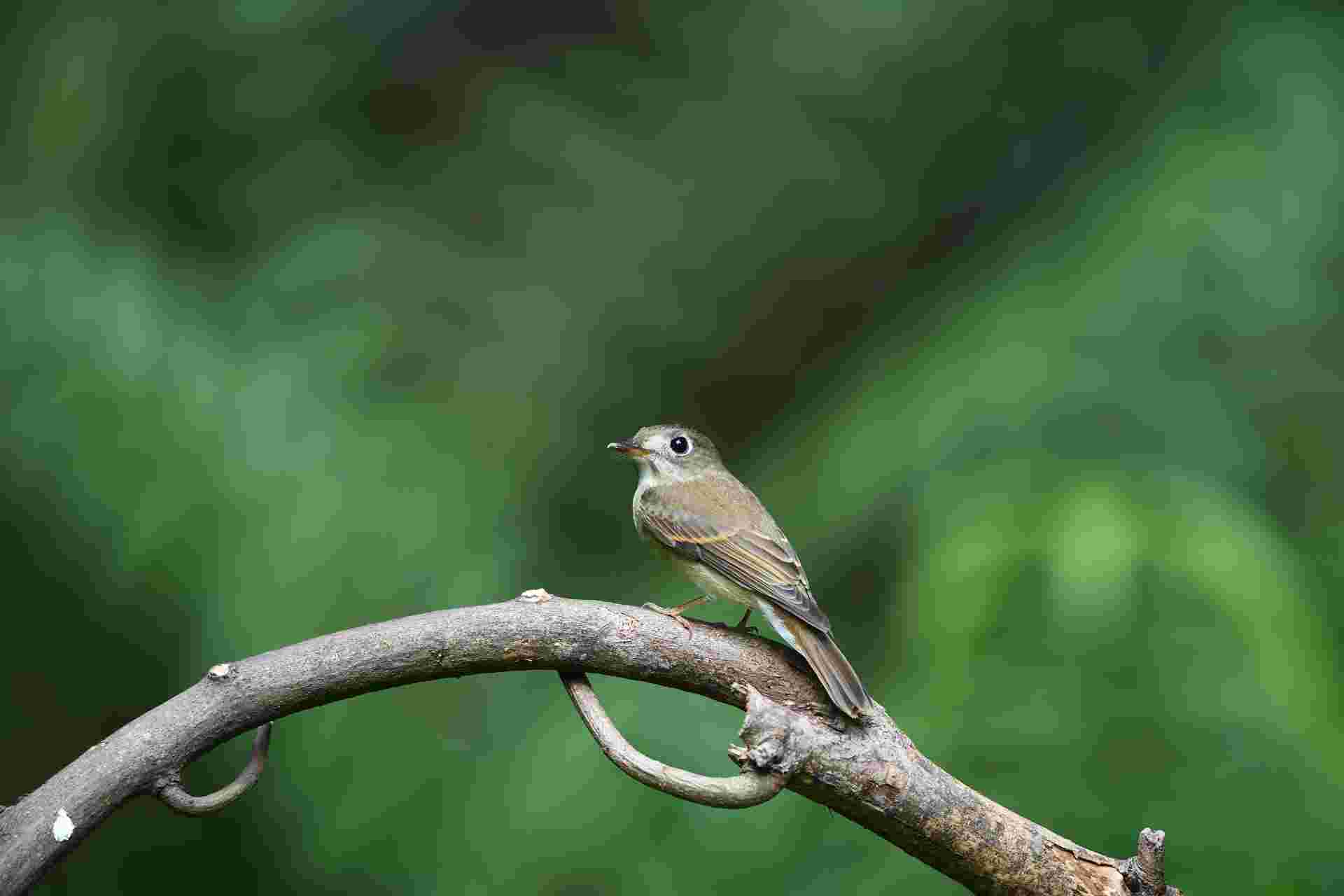 Brown Breasted FC - Đớp ruồi ngực nâu