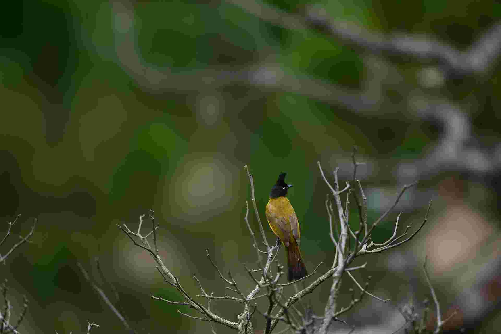 Black crested Bulbul