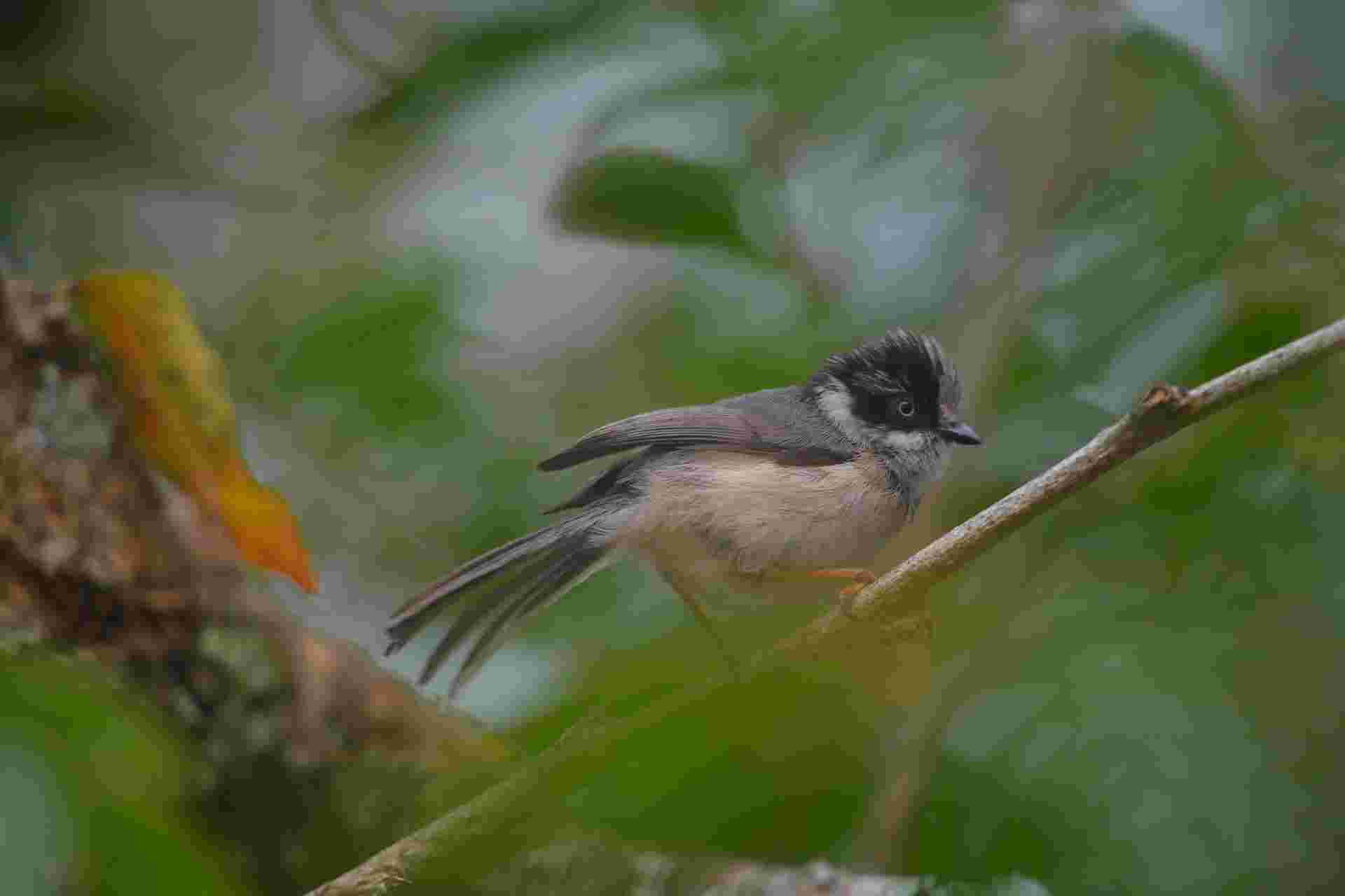 Black-throated Tit - Bạc má đuôi dài