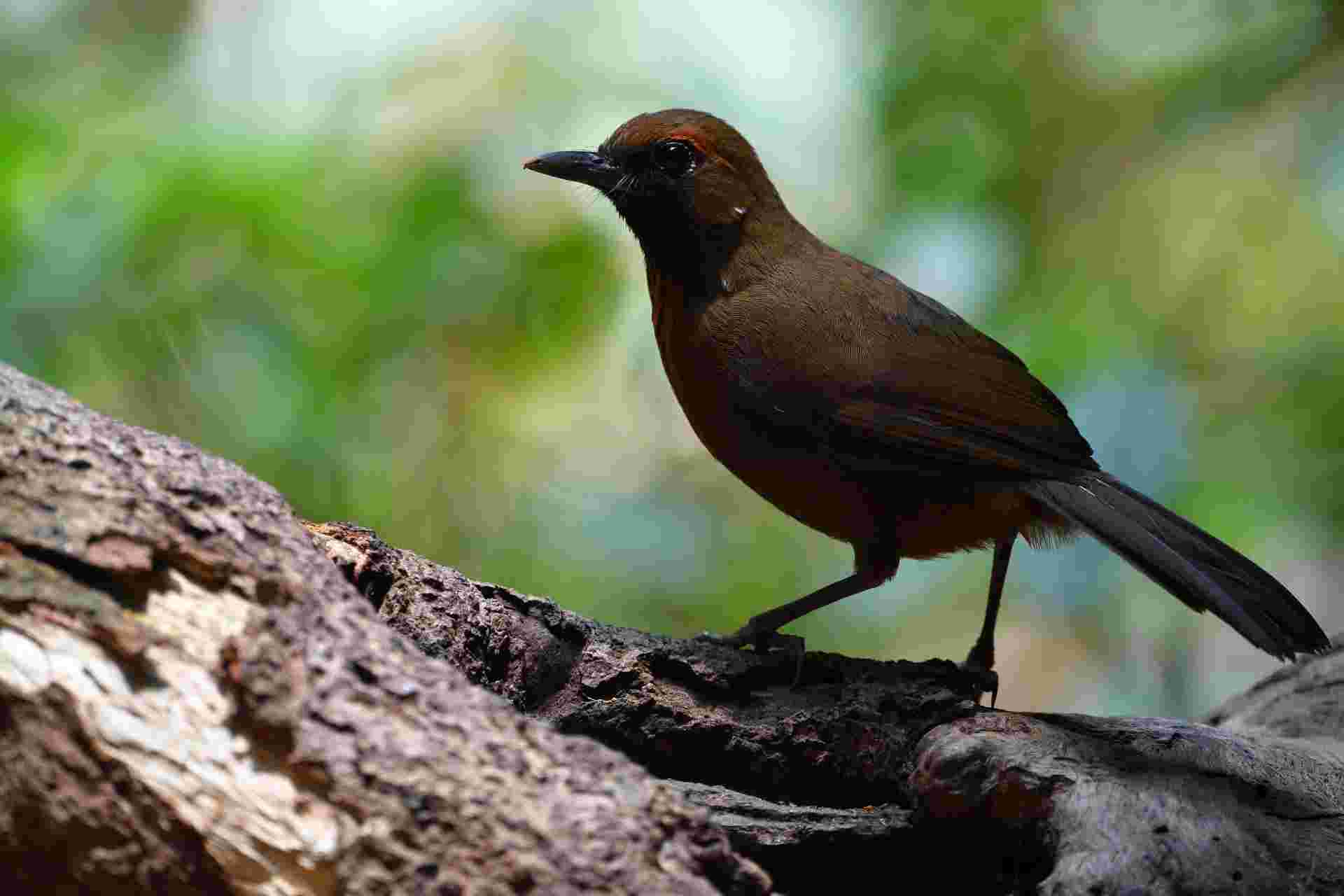 Orange-breasted Laughing Thrush - Khướu ngực hồng