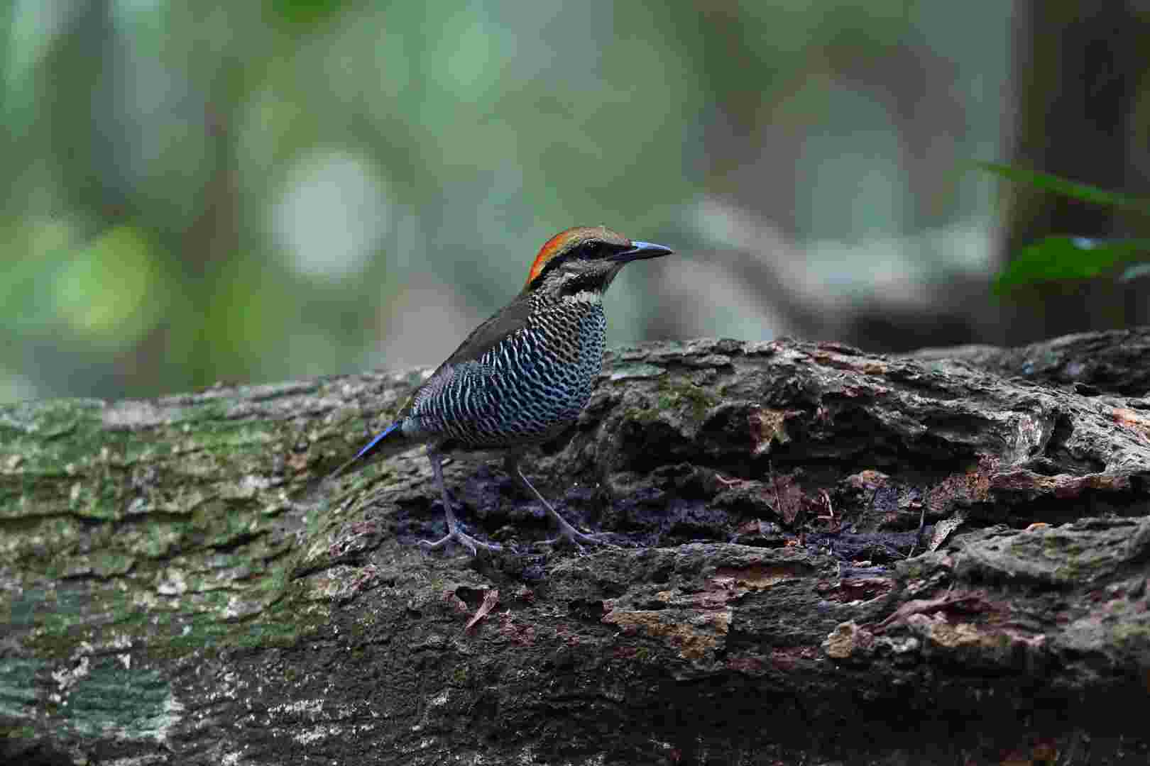 Blue Pitta - Female