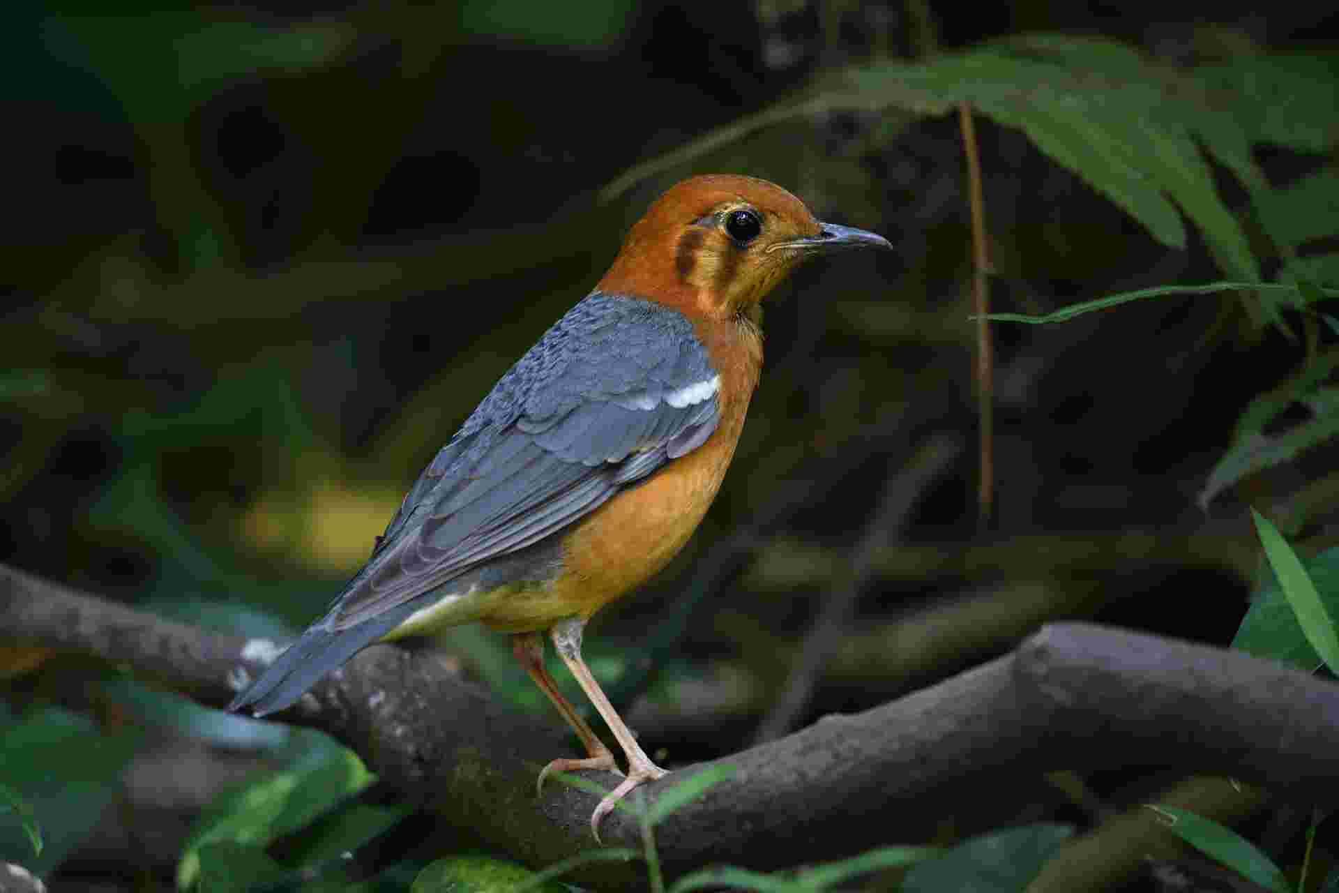 Orange-headed Thrush - Hoét vàng