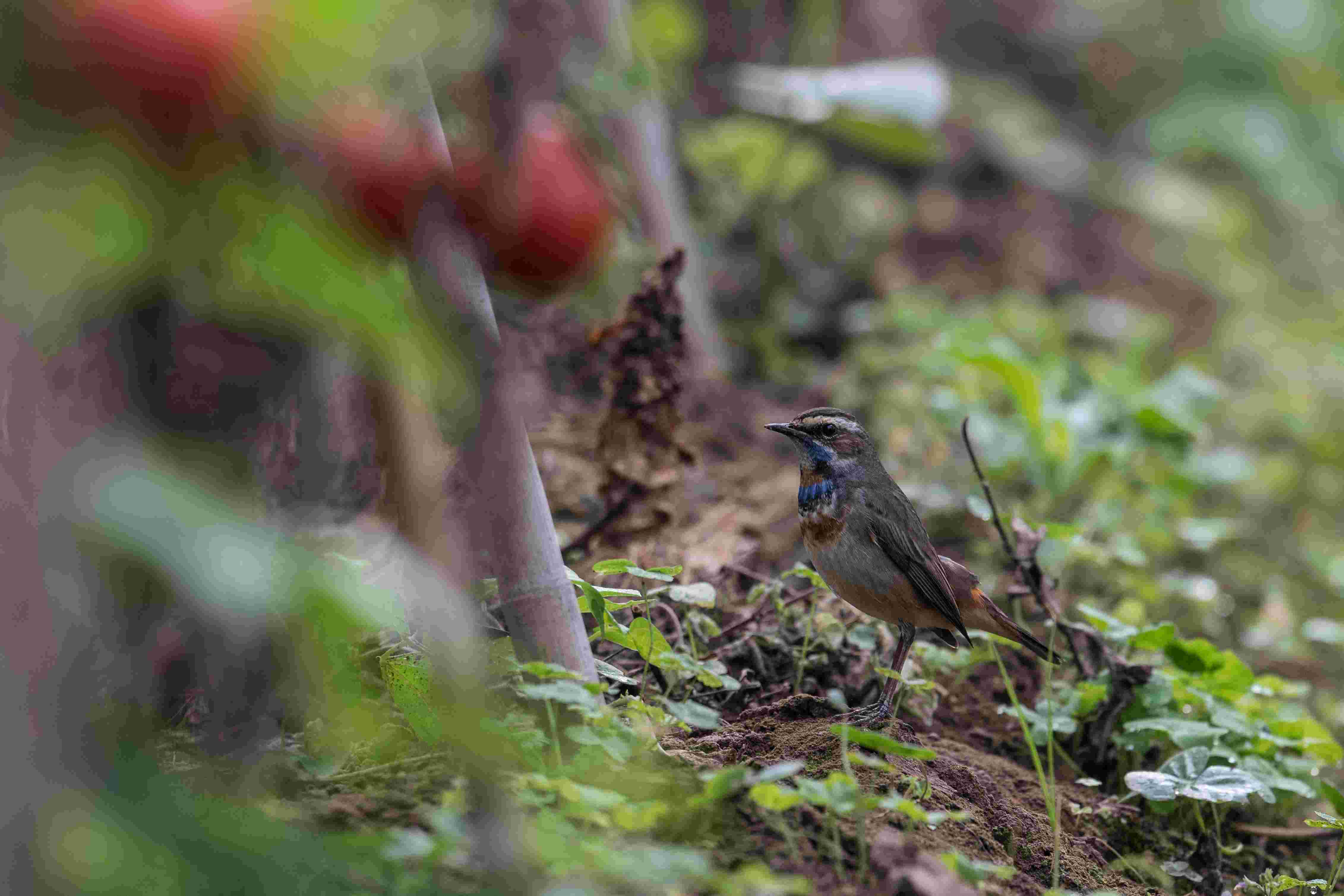 Bluethroat - Oanh cổ xanh