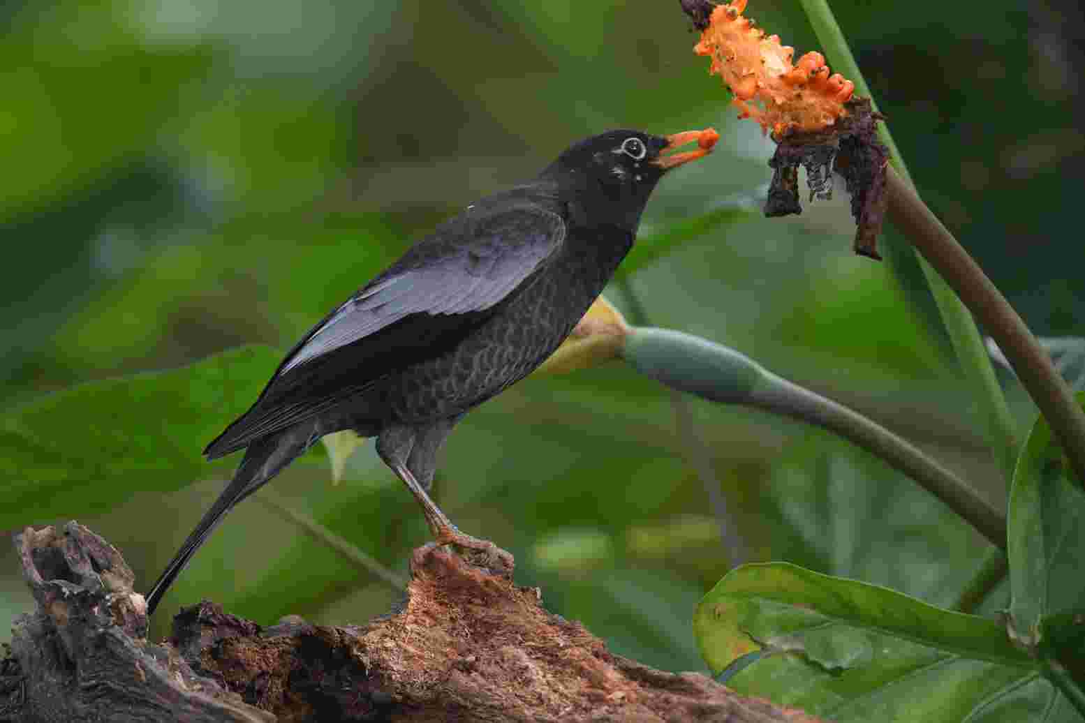 Grey-winged blackbird